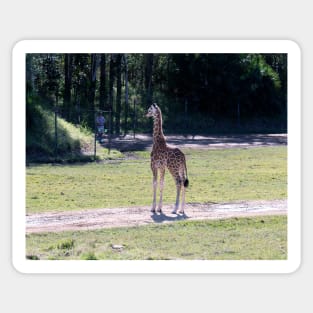 Baby Giraffe Sticker